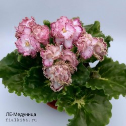 ЛЕ-Медуница 